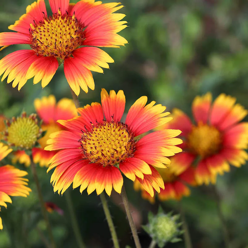 kokardenblume für sommer im garten vollsonnig pflanzen