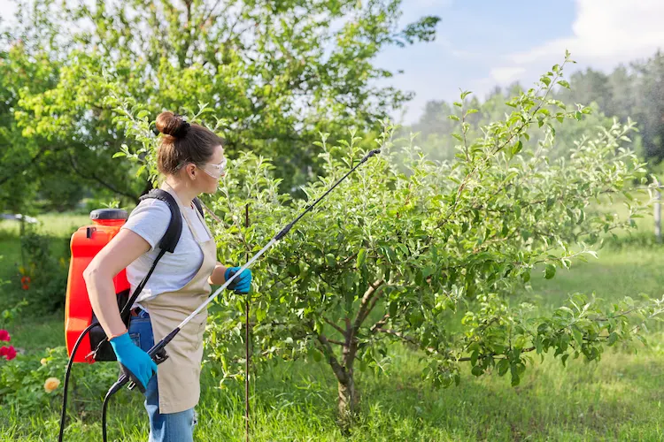 kombinierter ansatz zur insektenbekämpfung mit chemischen pestizden und agrotechnischen maßnahmen
