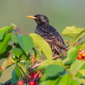 lästige vogelschwärme vom obstgarten fernhalten und kirschen vor vögeln schützen