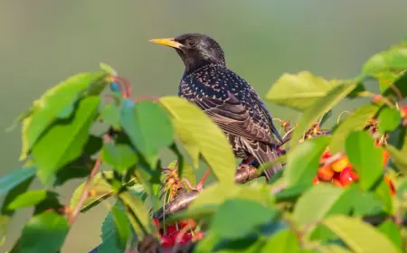lästige vogelschwärme vom obstgarten fernhalten und kirschen vor vögeln schützen