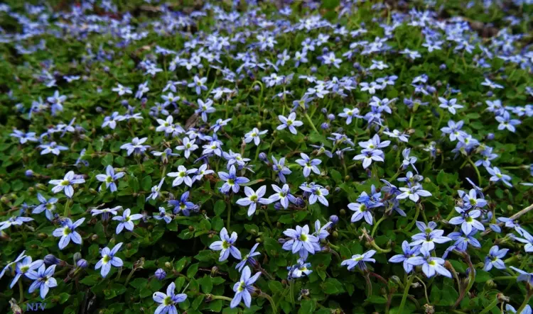 Lang blühende Bodendecker - Der Dauerblüher Blauer Bubikopf (Isotoma fluvilatis)
