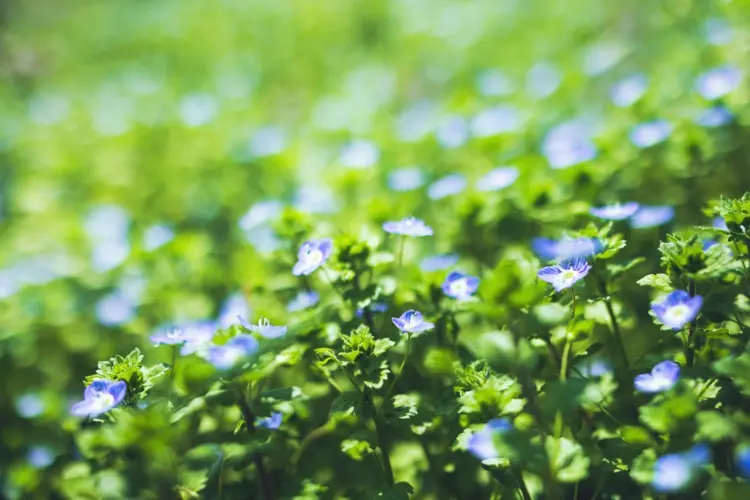 Lang blühende Bodendecker - Ehrenpreis (Veronica peduncularis) mit blauen Blüten