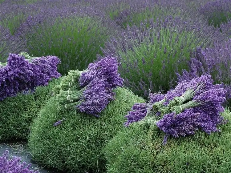 Lavendel ernten und trocknen - Der beste Zeitpunkt ist zwischen Mitte Juli und Anfang August