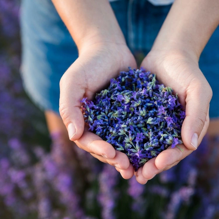 Lavendel ernten und trocknen - Tipps und Ideen zur Verwendung