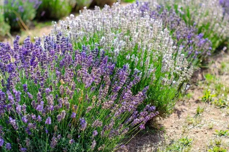Lavendel ernten und trocknen - Welche Sorten sind geeignet