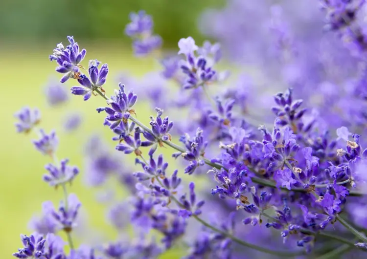 Lavendel (Lavandula angustifolia) mit lila Blüten muss zweimal geschnitten werden