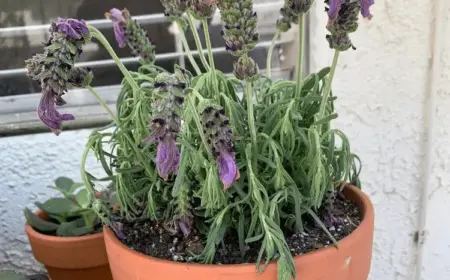 lavender lässt die köpfe hängen ursachen