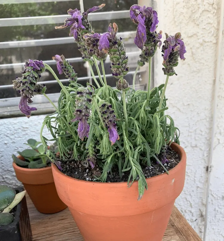 lavender lässt die köpfe hängen ursachen