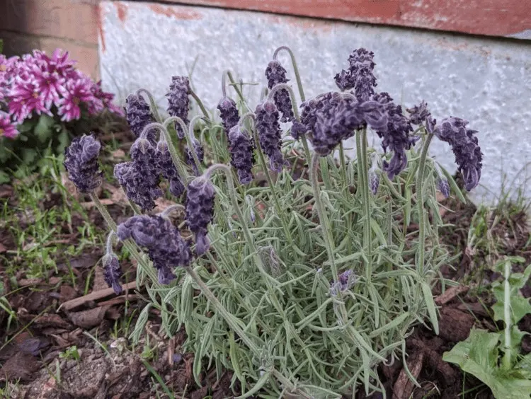 lavender lässt köpfe hängen was tun