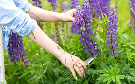 lupinen schneiden und pflegen nach der blüte