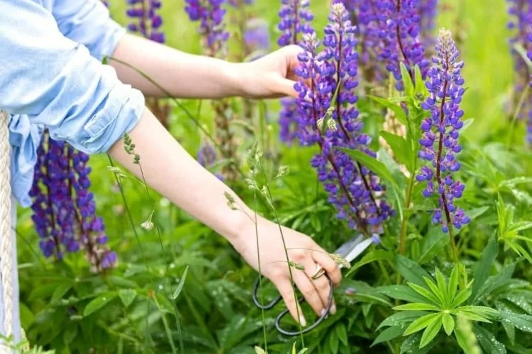 lupinen schneiden und pflegen nach der blüte