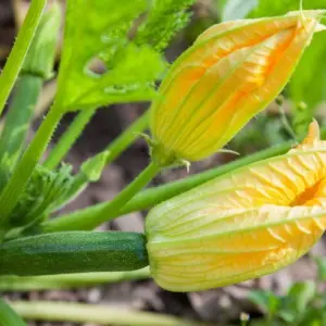 Männliche und weibliche Zucchiniblüten erkennen