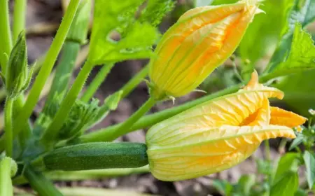 Männliche und weibliche Zucchiniblüten erkennen