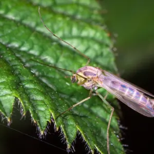 minzenblätter und andere pflanzen gegen mücken im garten einsetzen