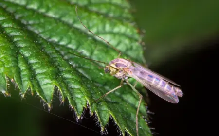 minzenblätter und andere pflanzen gegen mücken im garten einsetzen