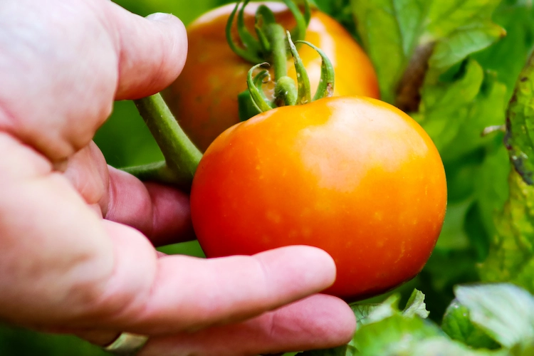 mögliche auswirkungen auf die früchte bei tomaten durch verwendung von meersalz zur bewässerung