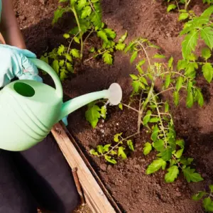 nachhaltige düngemittel verwenden und tomaten mit salzwasser gießen