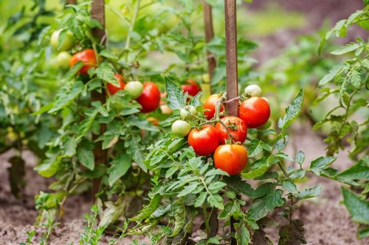 Nachtschattengewächse wie Tomaten nicht zusammen mit Aubergine pflanzen