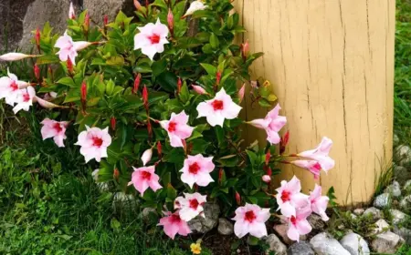 Nützliche Tipps zur Dipladenia Pflege - Standort, Boden, Bewässerung