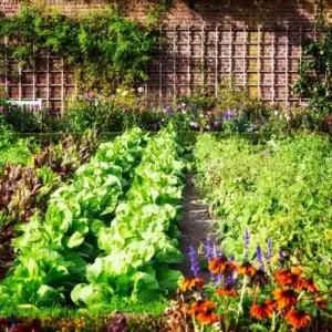 Nutzgarten bepflanzen im Juli