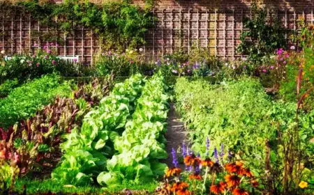 Nutzgarten bepflanzen im Juli