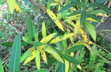 oleanderkrebs gelbe blätter und braune flecken