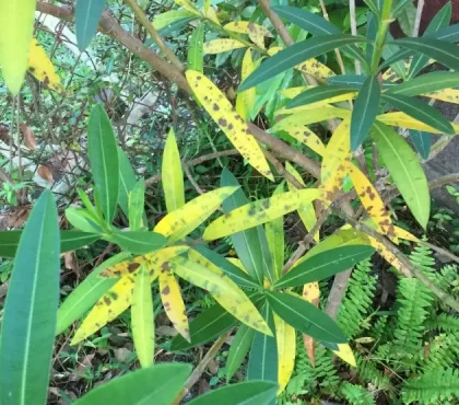 oleanderkrebs gelbe blätter und braune flecken