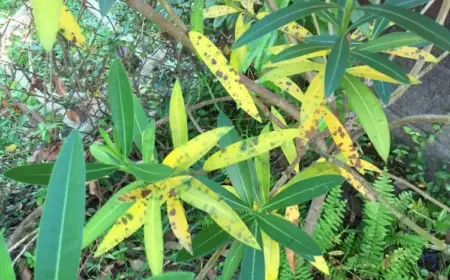 oleanderkrebs gelbe blätter und braune flecken