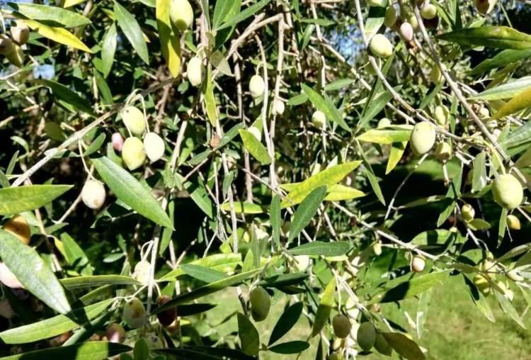 olivenbaum gelbe blätter bei stickstoffmangel