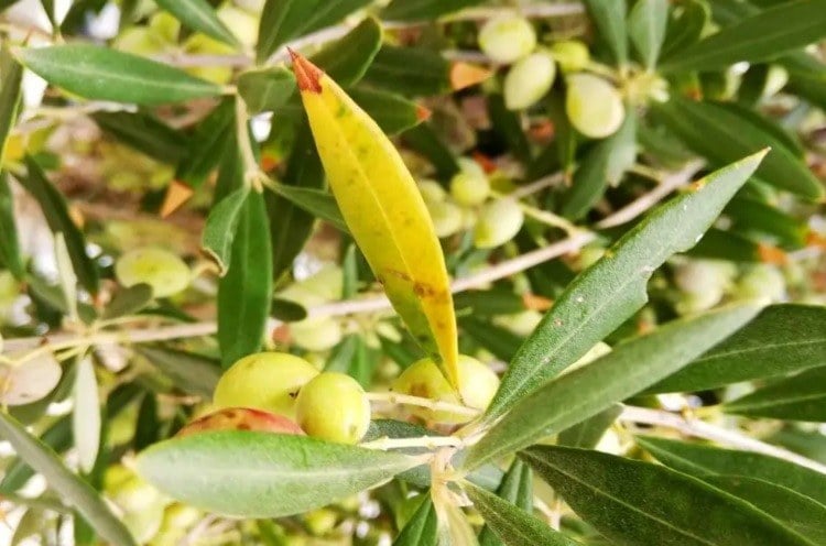 olivenbaum gelbe blätter was kann man tun