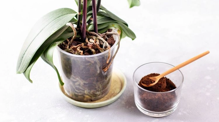 Orchidee düngen mit Kaffeesatz