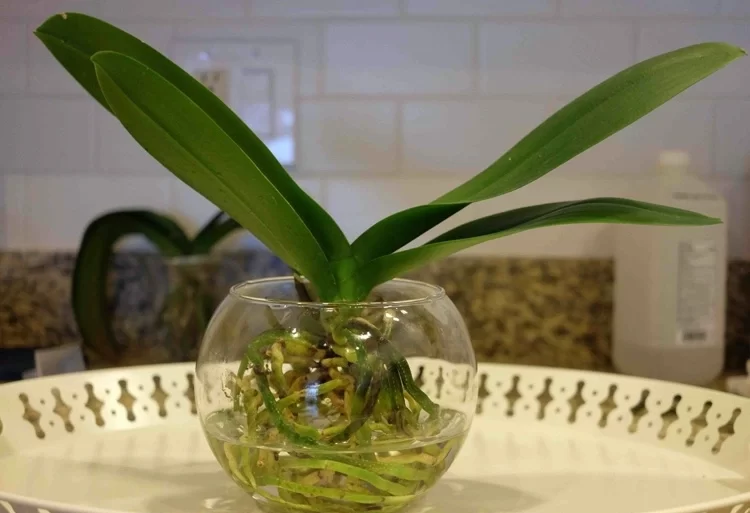 Orchideen ohne Stängel in Wasser zum Blühen bringen