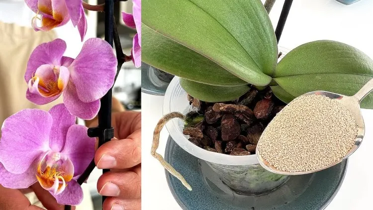 orchideen mit hefe düngen wie oft wann