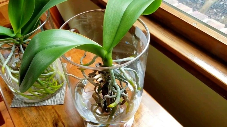 Orchidee in Wasser halten Methode Wachstum anregen
