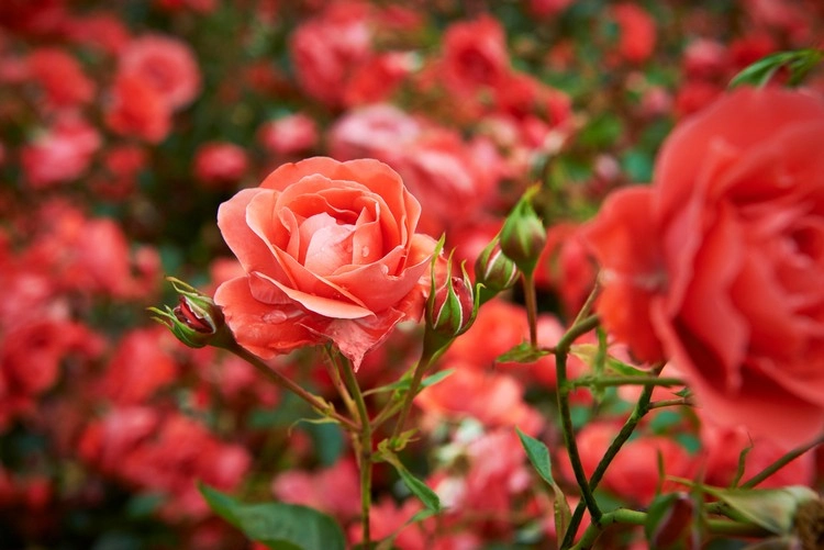 Pampasgras mit Rosen kombinieren