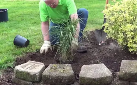 pampasgras pflanzen und pflegen im garten oder im kübel