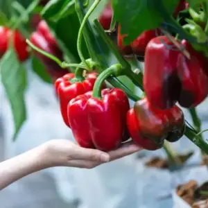 paprika mit hausmitteln düngen rote große früchte