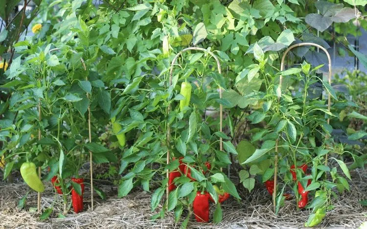 Paprikapflanzen wachsen nicht wegen extremer Hitze oder Kälte