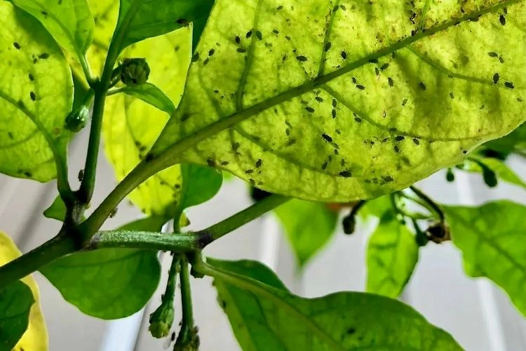 Paprikapflanzen wachsen nicht wegen Schädlingsbefall