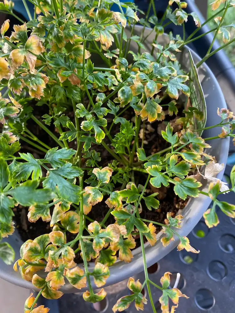 Parsley turns yellow due to drought and heat