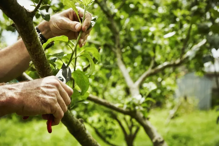 Pfirsichblätter kräuseln sich - Befallen Triebe schneiden und entsorgen