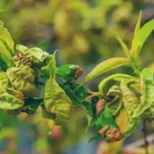 Pfirsichblätter kräuseln sich - Kräuselkrankheit am Pfirsichbaum bekämpfen und vorbeugen
