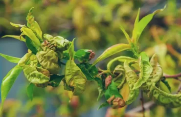 Pfirsichblätter kräuseln sich - Kräuselkrankheit am Pfirsichbaum bekämpfen und vorbeugen