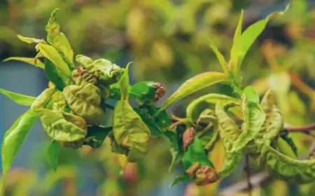 Pfirsichblätter kräuseln sich - Kräuselkrankheit am Pfirsichbaum bekämpfen und vorbeugen