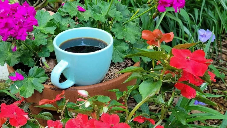 Pflanzen mit Kaffee gießen - Welche können davon massiv Nutzen ziehen