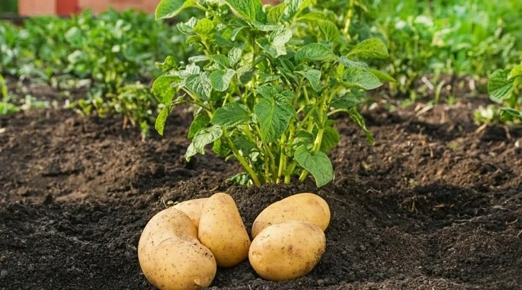 Pflanzen Sie die Kartoffeln nicht zu dicht, um Krautfäule vorzubeugen