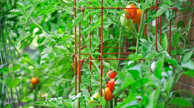 Pflanzen Sie die Tomaten nicht zu dicht, damit sie richtig wachsen können