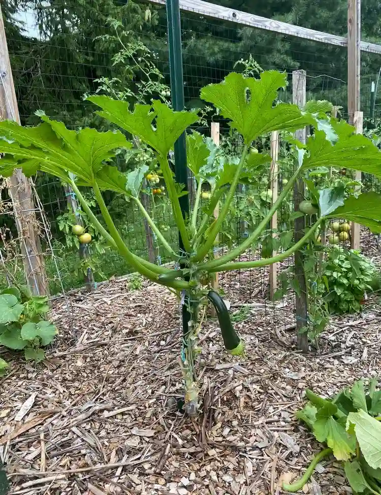 Pflanzen Sie Zucchini nicht zu dicht, damit sie richtig wachsen können