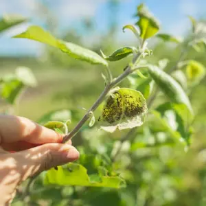 pflanzensaft saugende blattläuse am apfelbaum vorbeugen und durch pflanzenpflege abwehren