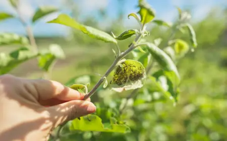 pflanzensaft saugende blattläuse am apfelbaum vorbeugen und durch pflanzenpflege abwehren